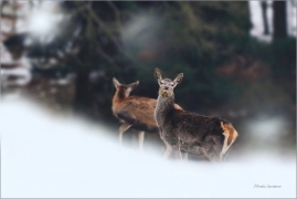 <p>JELEN LESNÍ (Cervus elaphus) - Lužické hory --- / Red deer / Rothirsch</p>